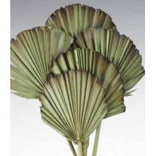 PALM BURNT Light Green 5" x 20"-